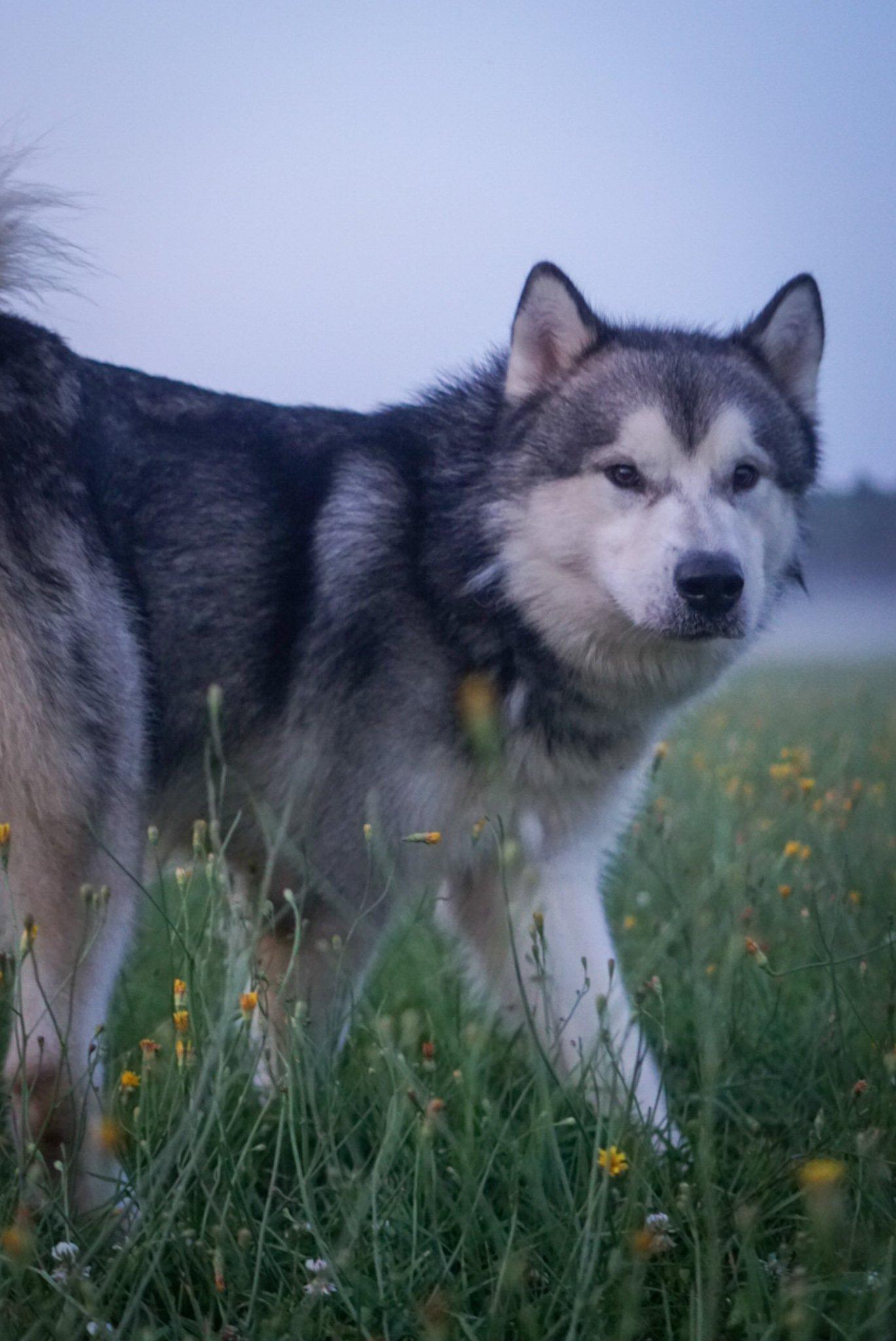 Knox, an adoptable Alaskan Malamute in Mont-Royal, QC, H4P 0B3 | Photo Image 5