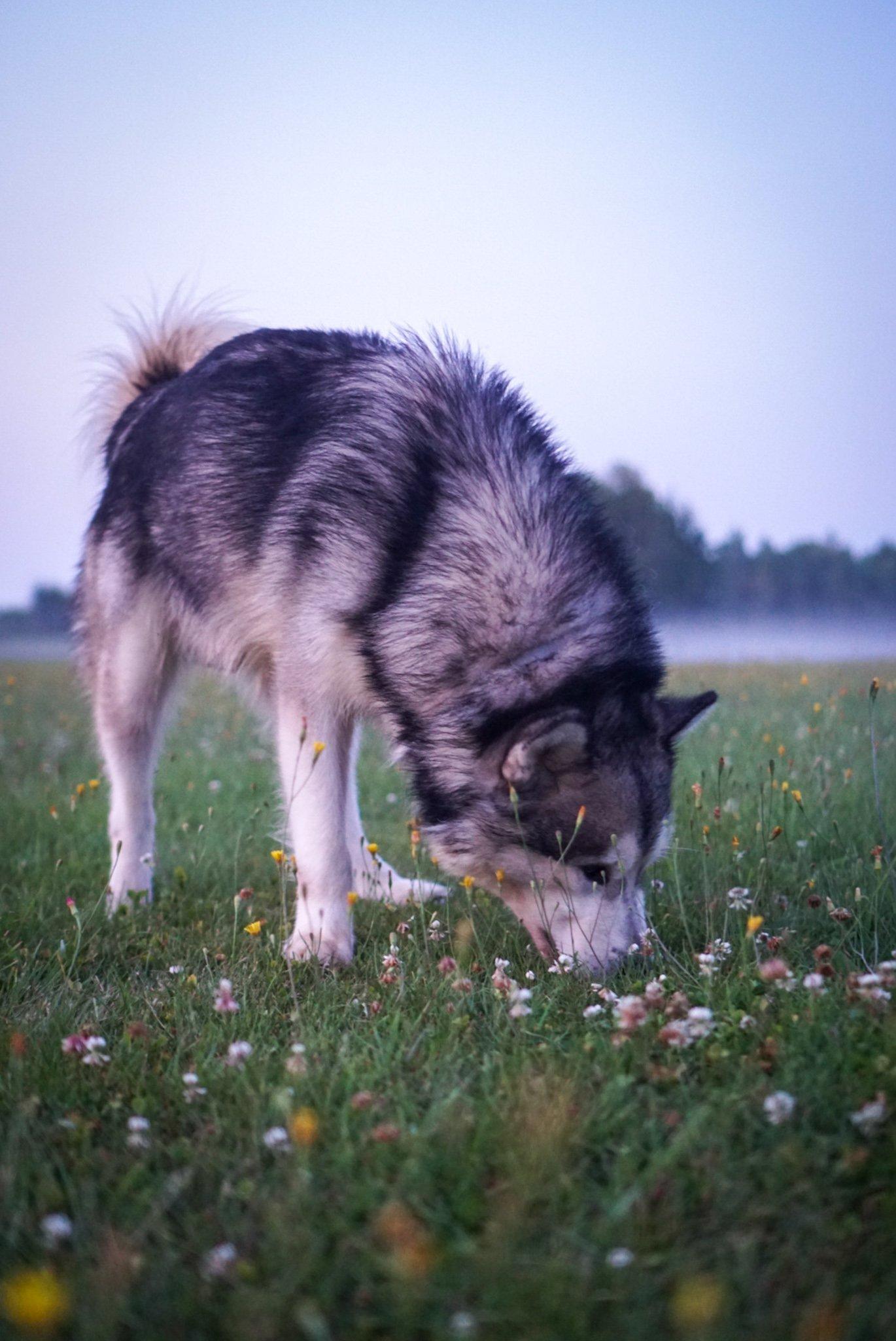 Knox, an adoptable Alaskan Malamute in Mont-Royal, QC, H4P 0B3 | Photo Image 6