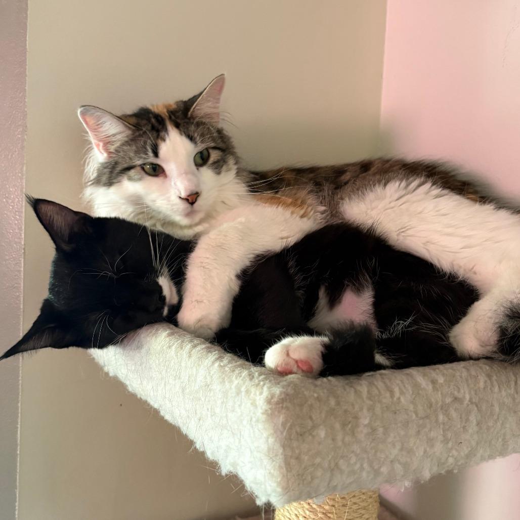 Doodle Bug, Adoptable, Adult Female Domestic Long Hair.