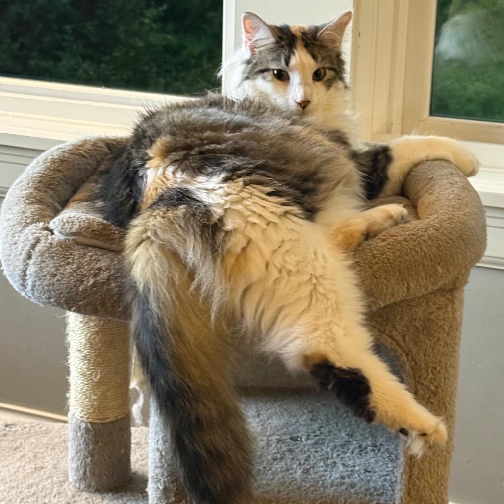 Doodle Bug, a Adoptable Domestic Long Hair in Chaska, MN image 2/2