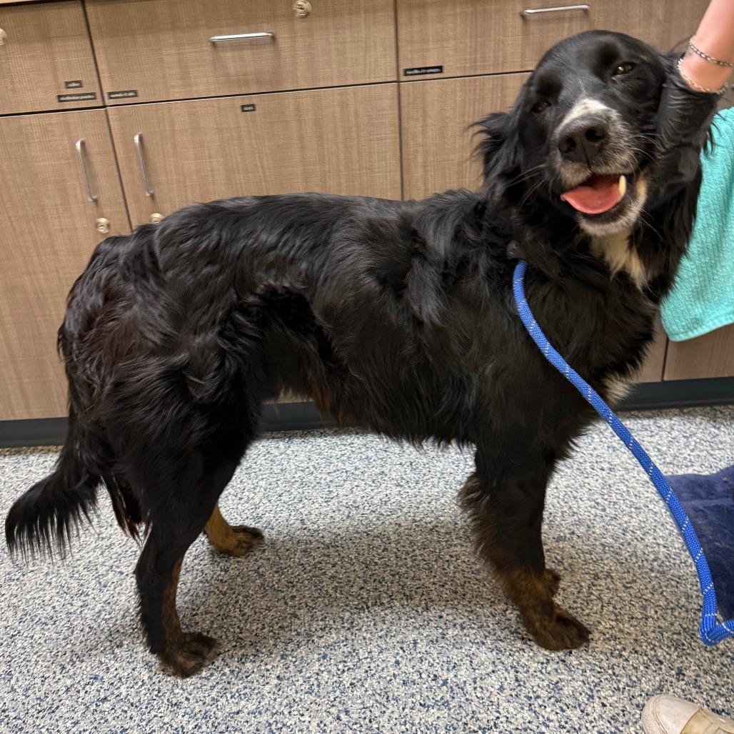 Enlarge Feta, a Adoptable mixed breed in Great Falls, MT image 1/6