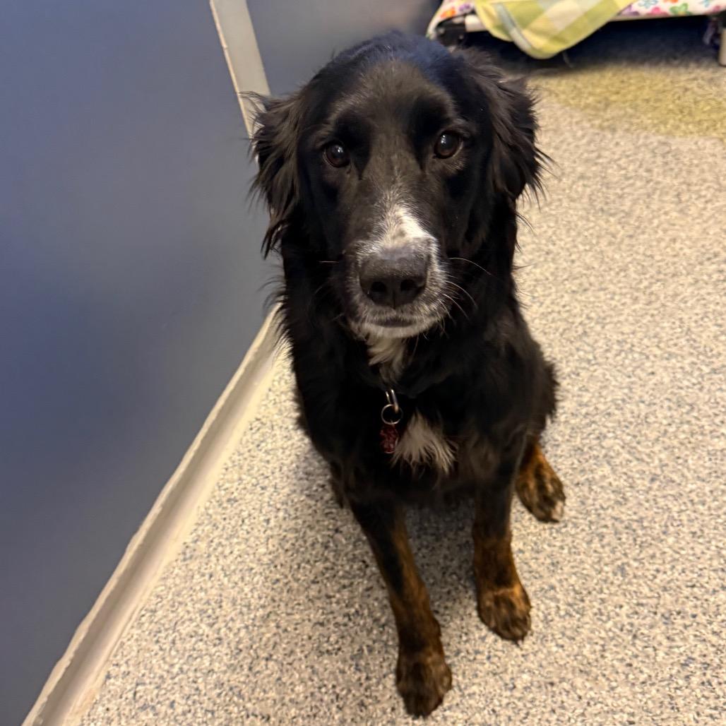 Enlarge Feta, a Adoptable mixed breed in Great Falls, MT image 2/6