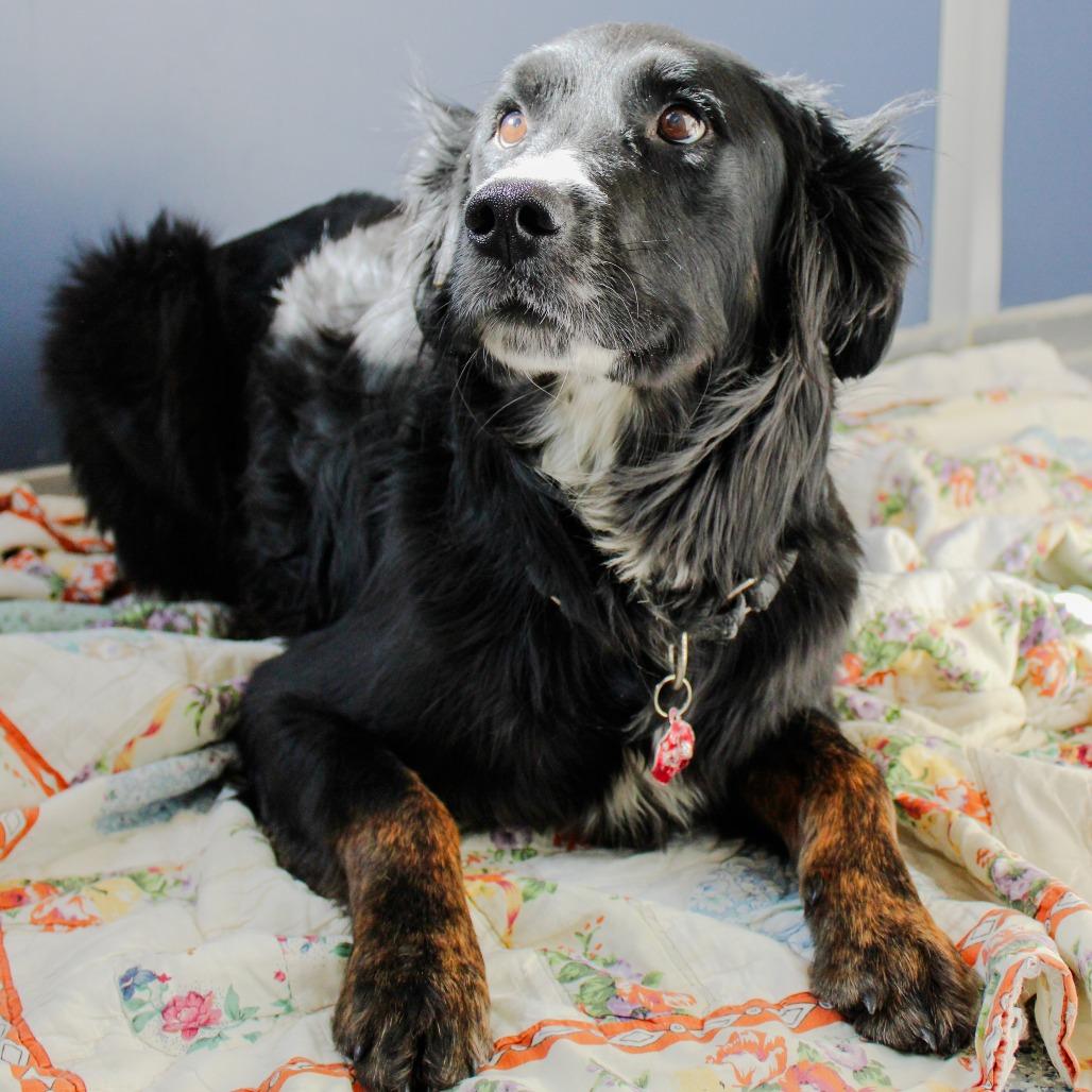 Enlarge Feta, a Adoptable mixed breed in Great Falls, MT image 3/6