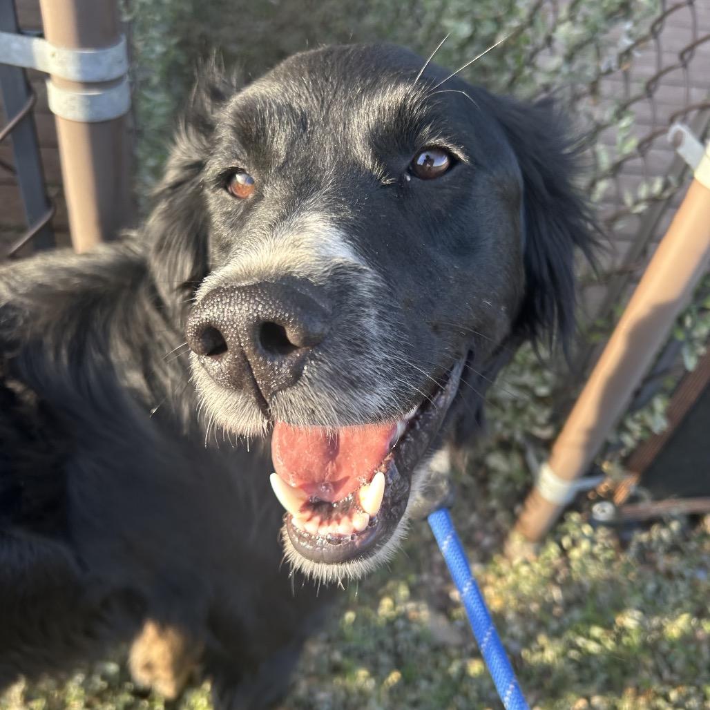Enlarge Feta, a Adoptable mixed breed in Great Falls, MT image 5/6