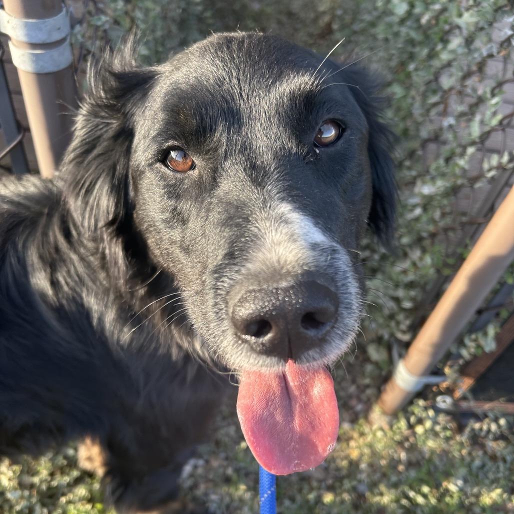 Enlarge Feta, a Adoptable mixed breed in Great Falls, MT image 6/6