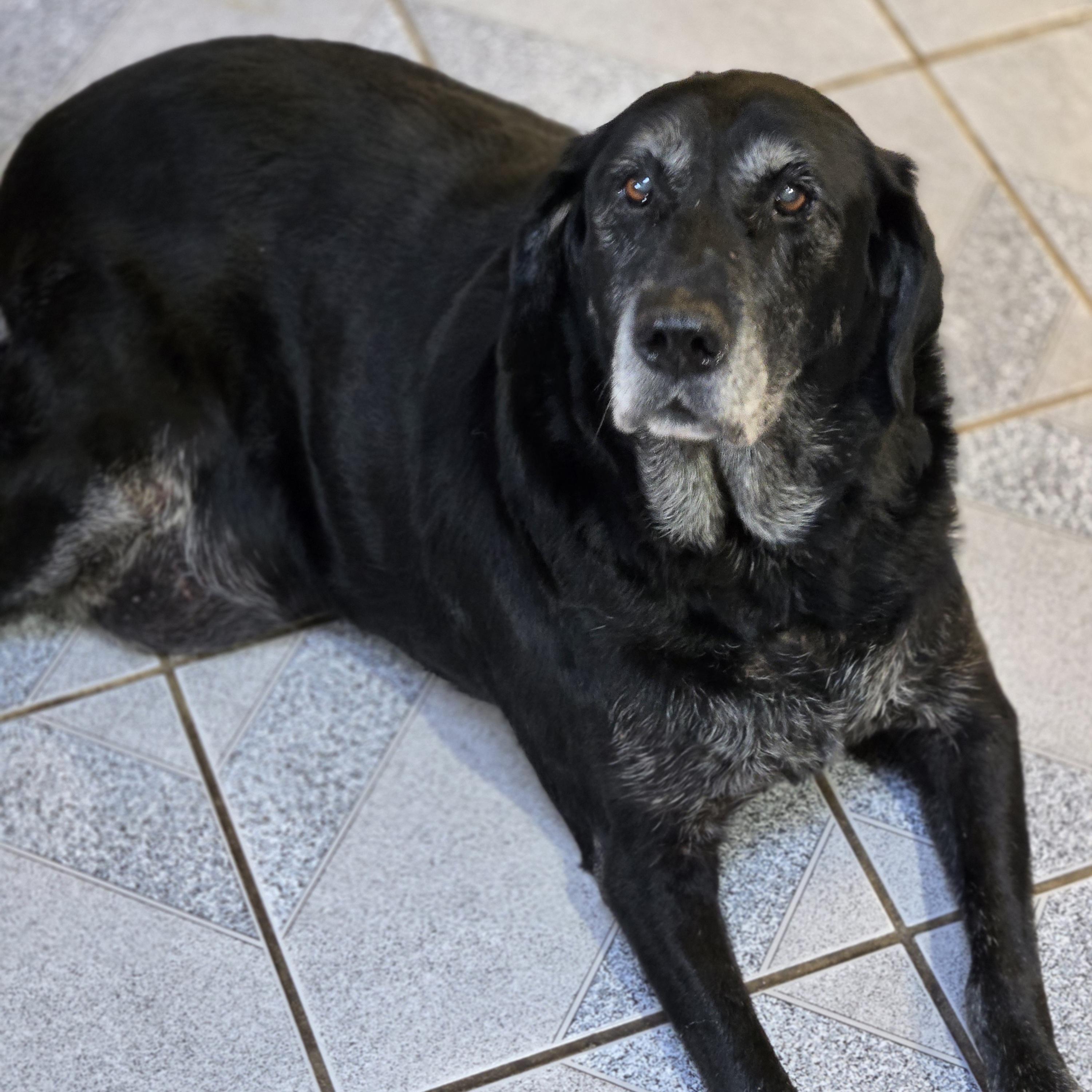 Enlarge Missy, a Adoptable mixed breed in Normal, IL image 5/6