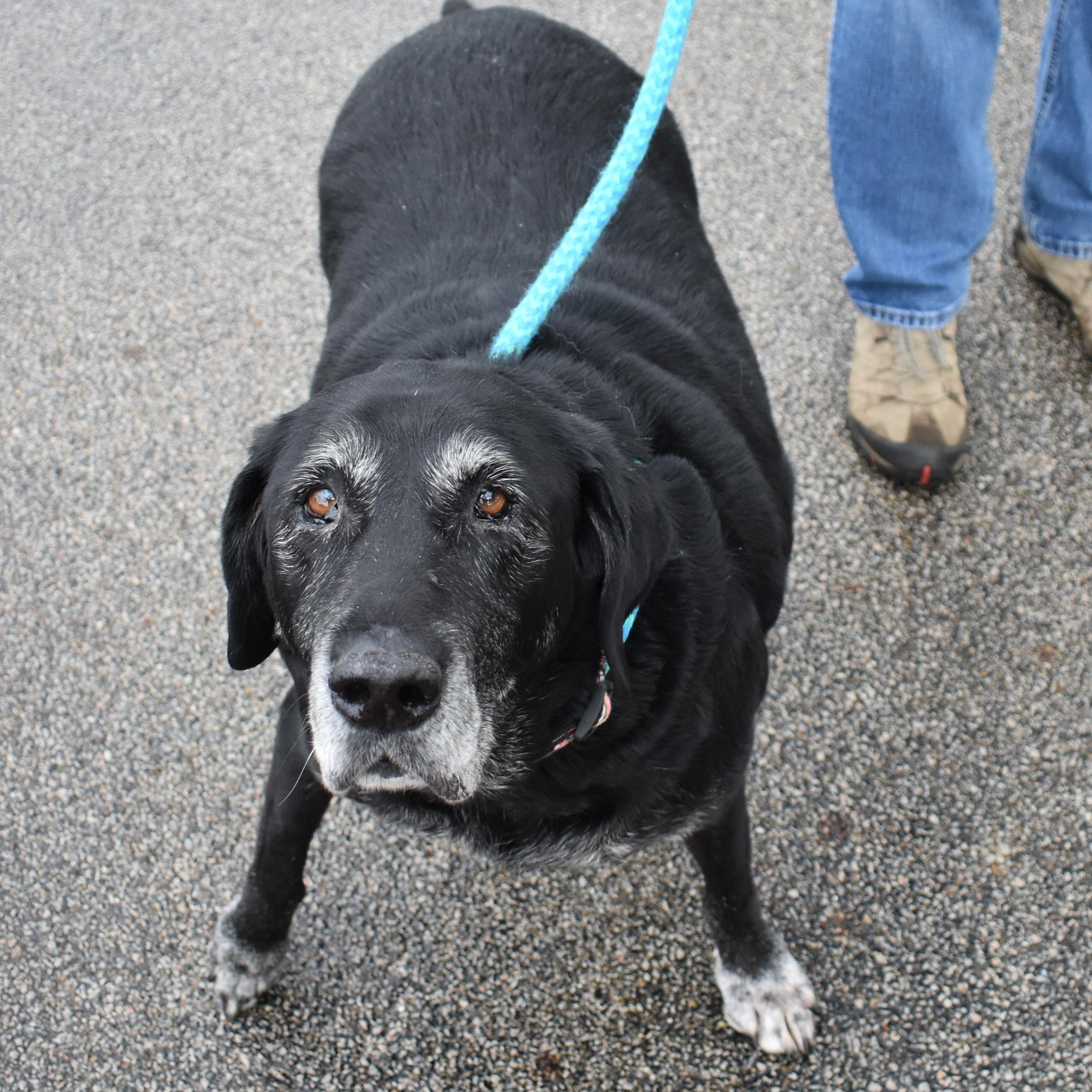 Enlarge Missy, a Adoptable mixed breed in Normal, IL image 6/6