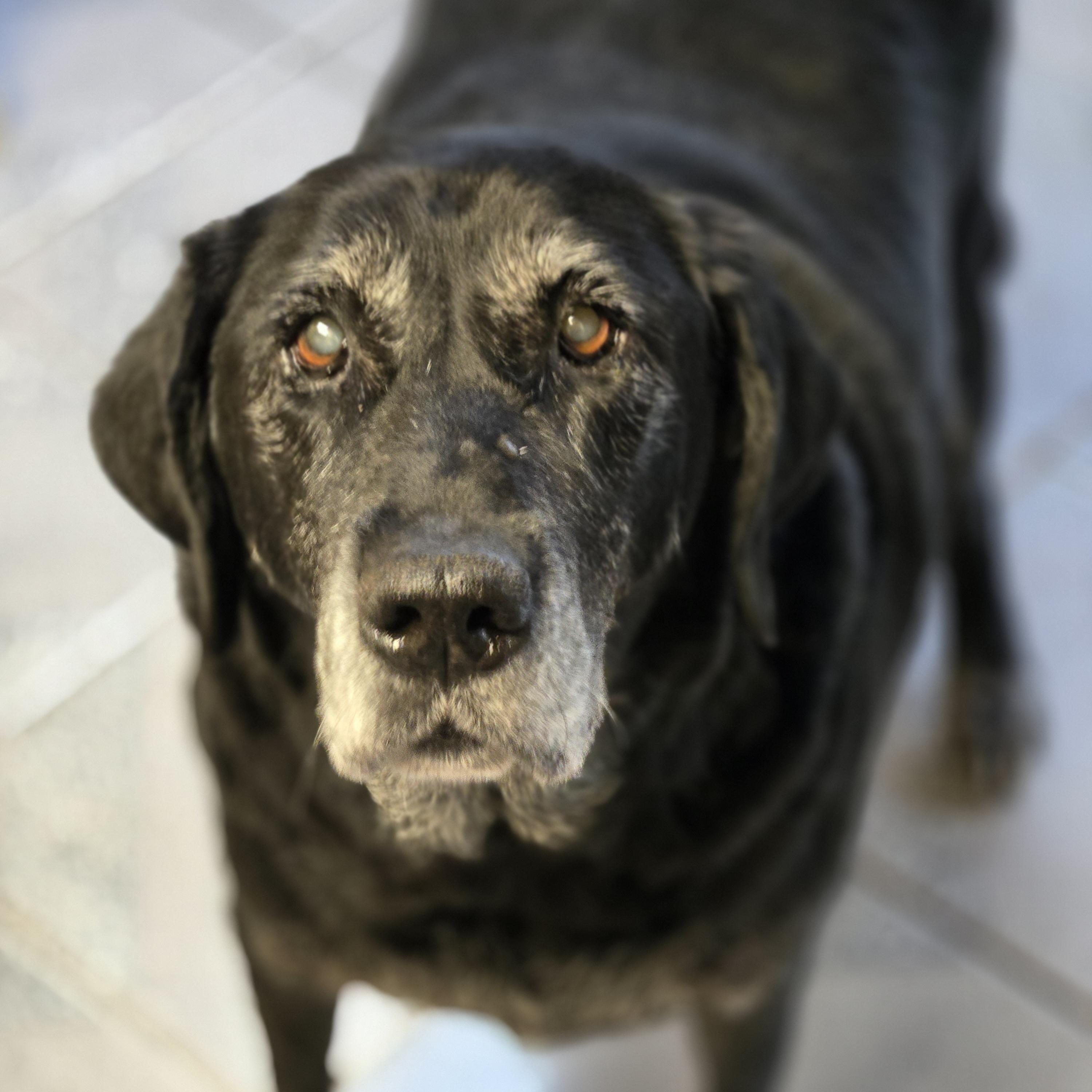 Enlarge Missy, a Adoptable mixed breed in Normal, IL image 4/6
