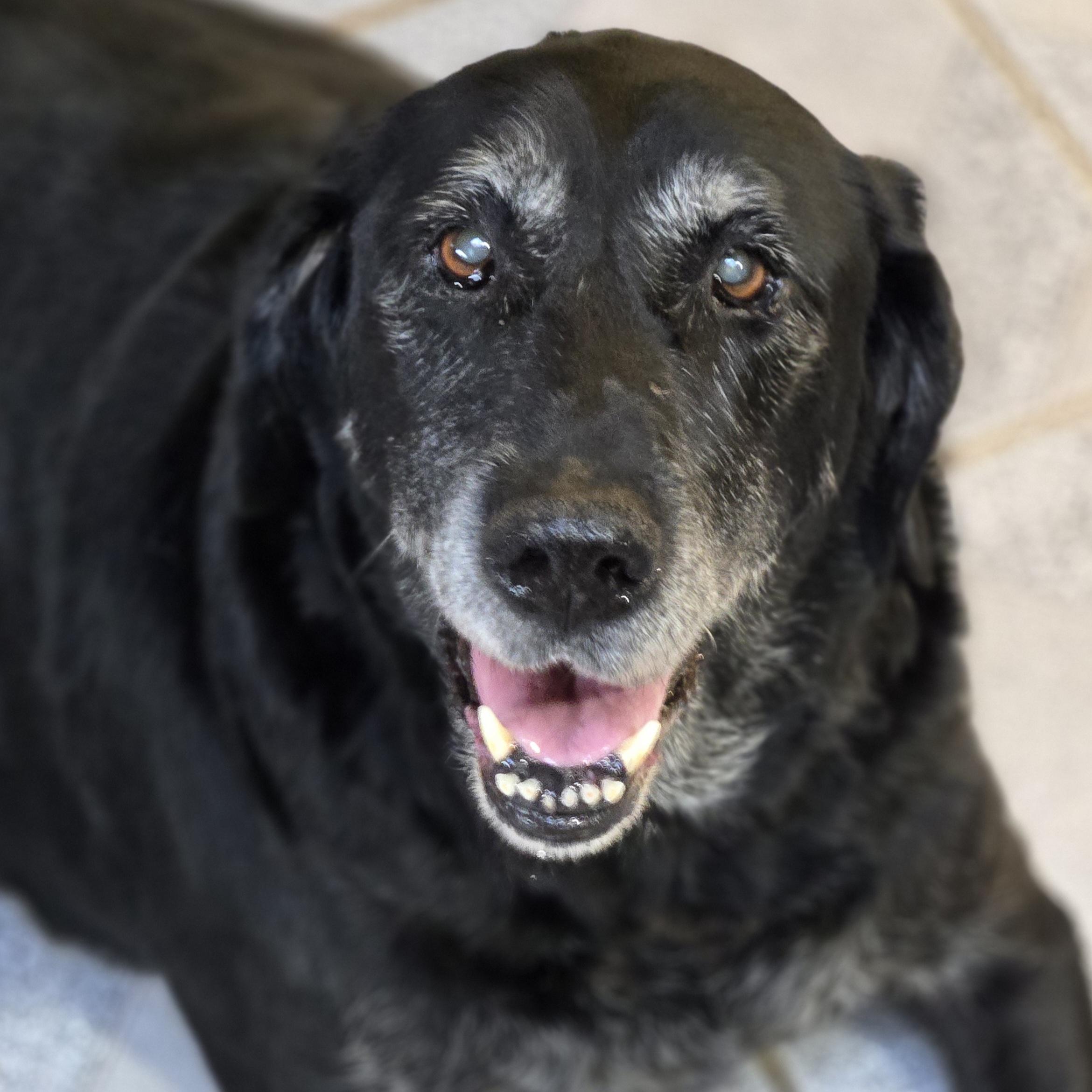 Enlarge Missy, a Adoptable mixed breed in Normal, IL image 3/6