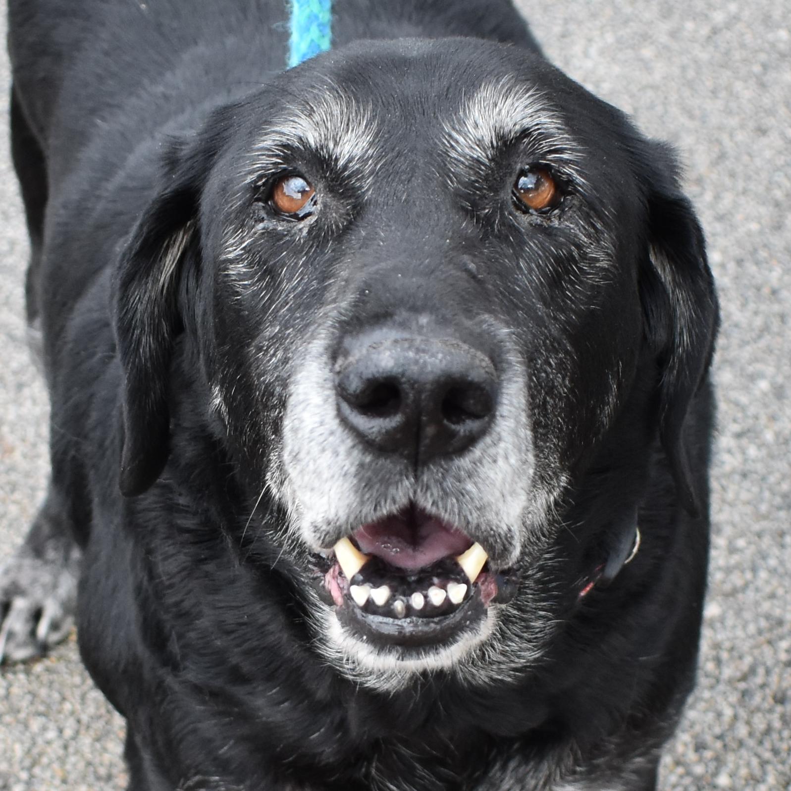 Enlarge Missy, a Adoptable mixed breed in Normal, IL image 2/6