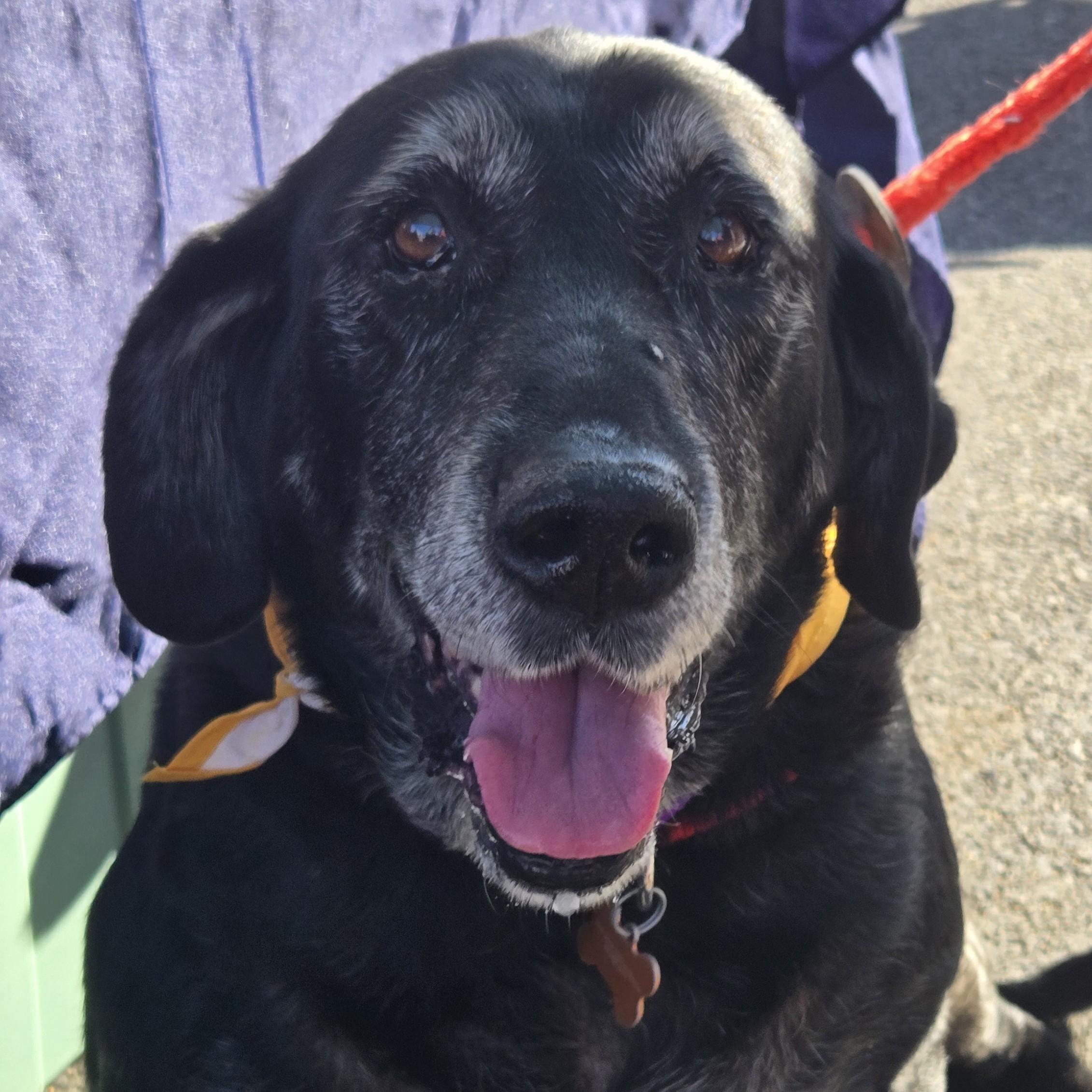 Enlarge Missy, a Adoptable mixed breed in Normal, IL image 1/6
