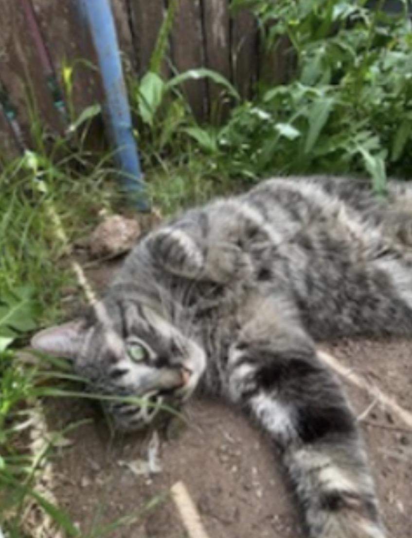 Dragon, adoptable, Adult Male Domestic Short Hair.