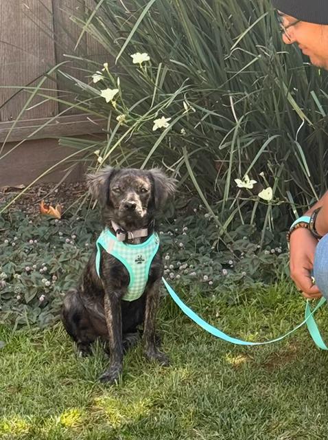Enlarge Jasper, a ADOPTABLE mixed breed in san ramon, CA image 4/4