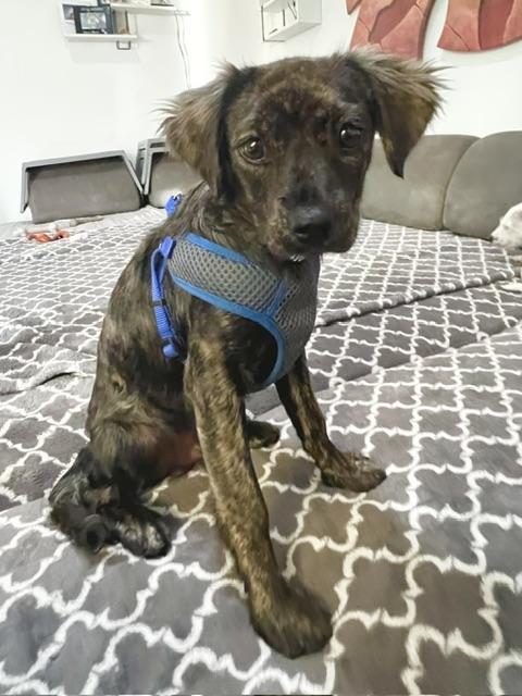 Enlarge Jasper, a ADOPTABLE mixed breed in san ramon, CA image 1/4