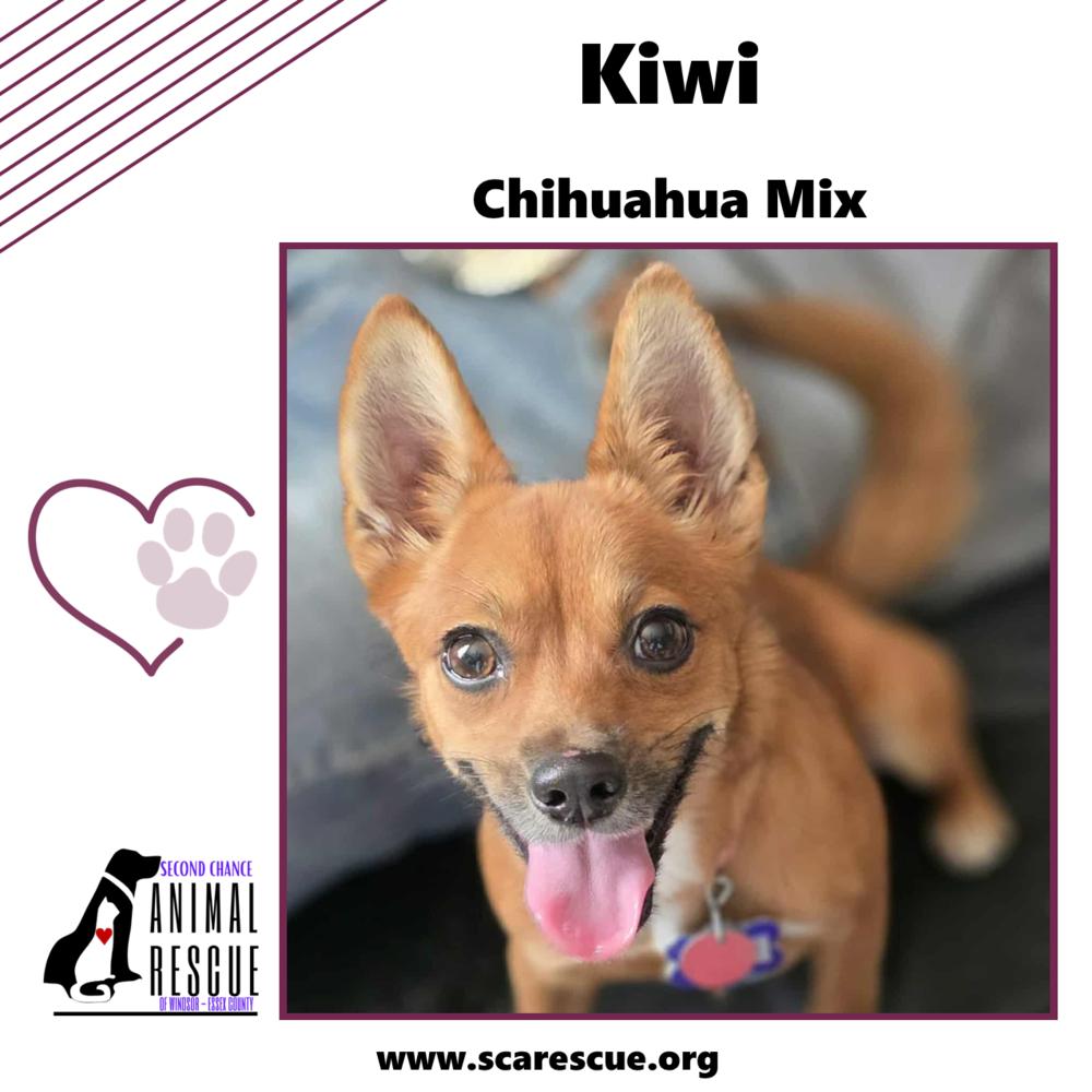 Kiwi, a Adoptable mixed breed in Windsor, ON image 2/6