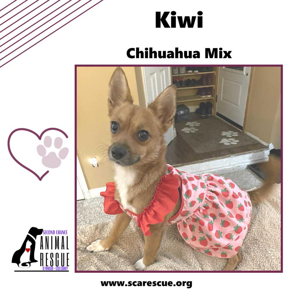 Kiwi, a Adoptable mixed breed in Windsor, ON image 3/6