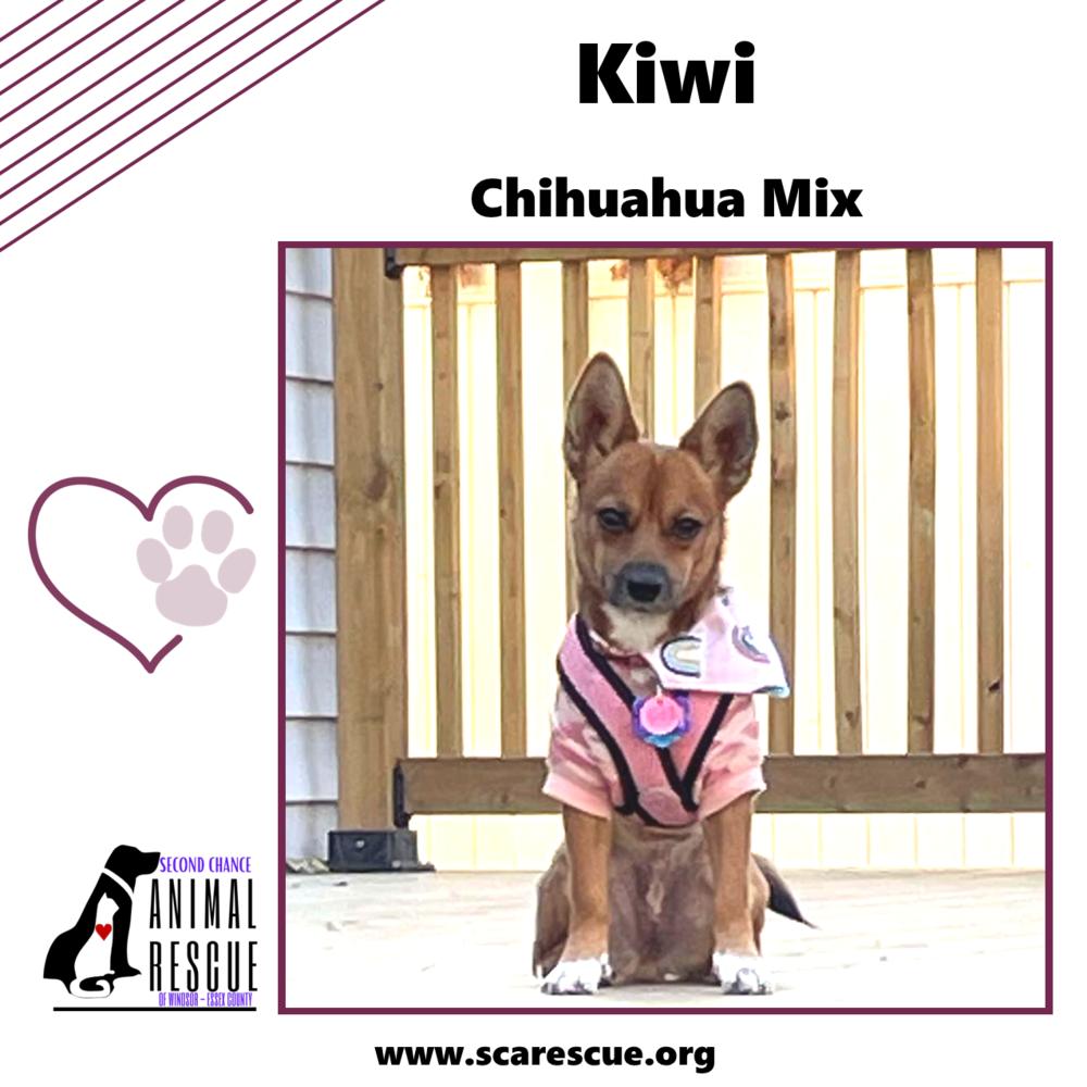 Kiwi, a Adoptable mixed breed in Windsor, ON image 4/6
