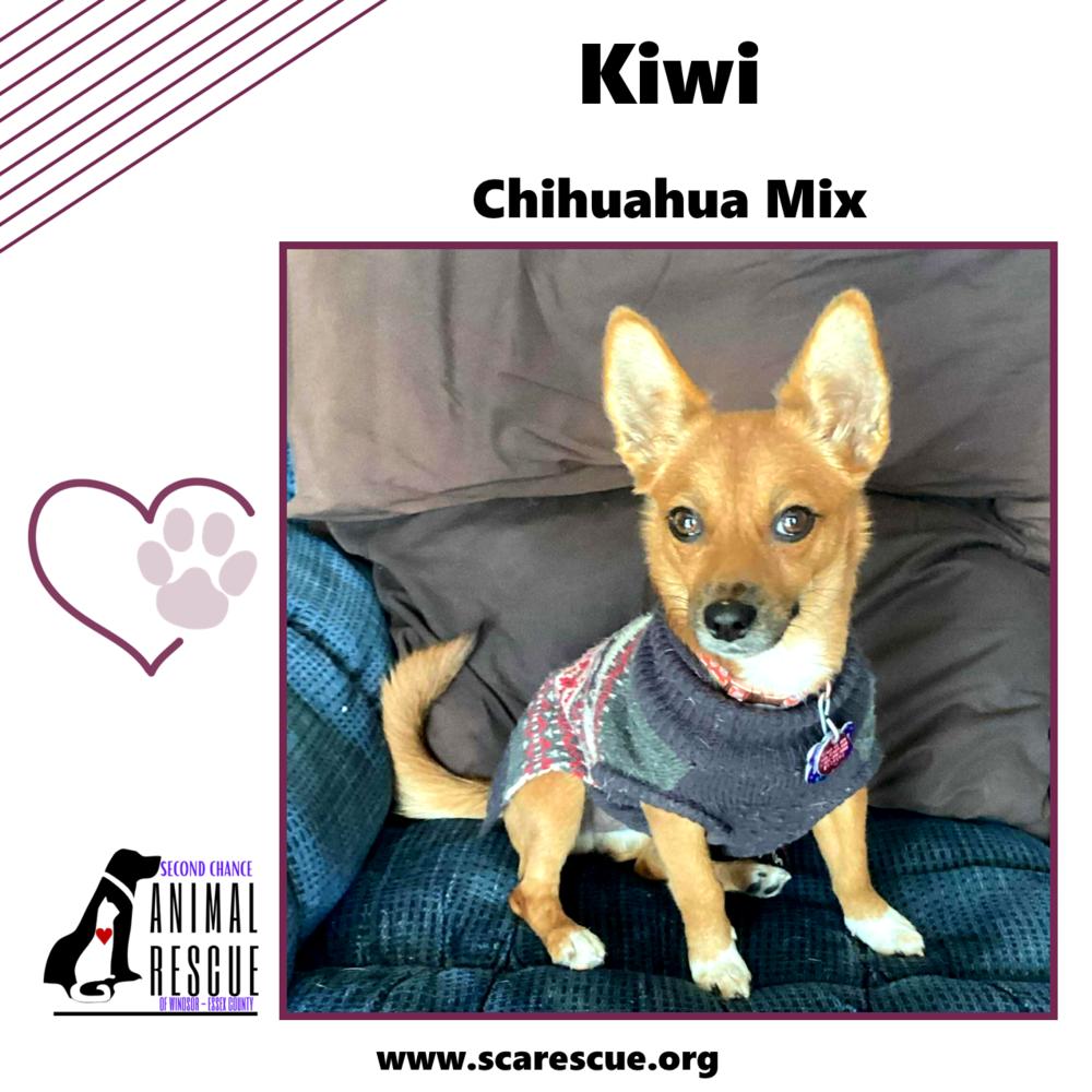 Kiwi, a Adoptable mixed breed in Windsor, ON image 5/6