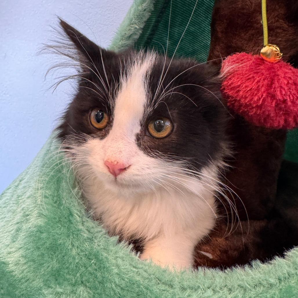 Jett, Adoptable, Kitten Male Domestic Long Hair.