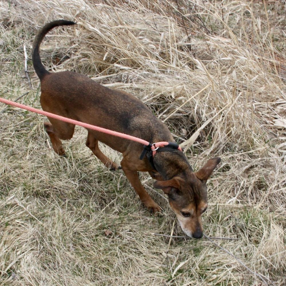 Enlarge Wheatie, a ADOPTABLE mixed breed in Williston, VT image 5/6