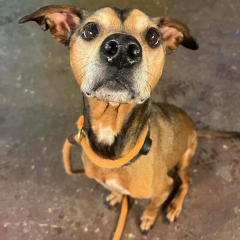 Enlarge Wheatie, a ADOPTABLE mixed breed in Williston, VT image 2/6