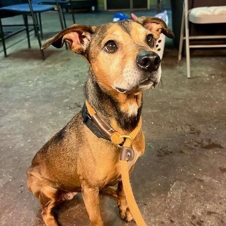 Enlarge Wheatie, a ADOPTABLE mixed breed in Williston, VT image 1/6