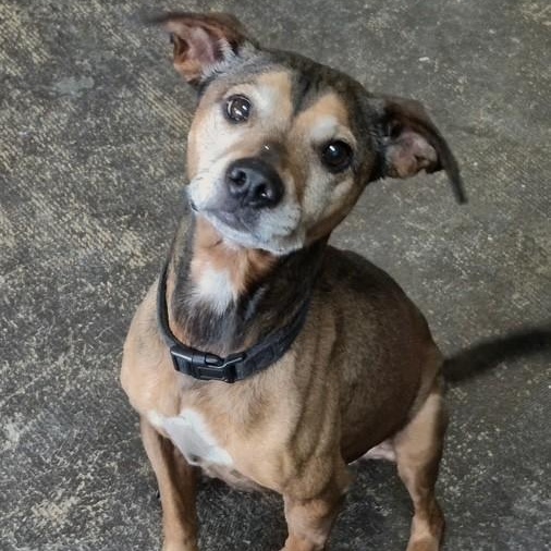 Wheatie, ADOPTABLE, Senior Female Labrador Retriever.