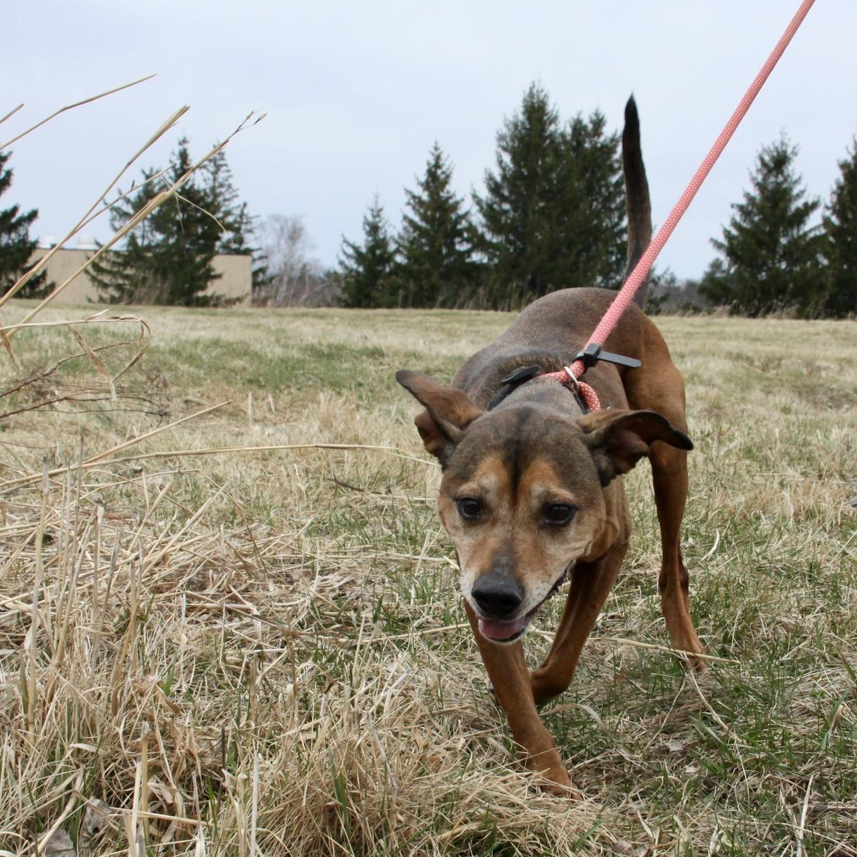Enlarge Wheatie, a ADOPTABLE mixed breed in Williston, VT image 4/6