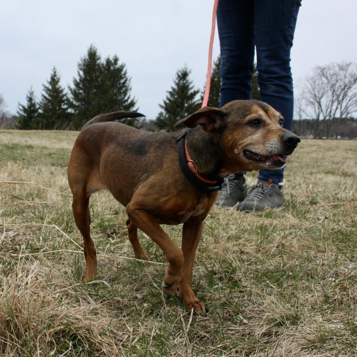 Enlarge Wheatie, a ADOPTABLE mixed breed in Williston, VT image 6/6