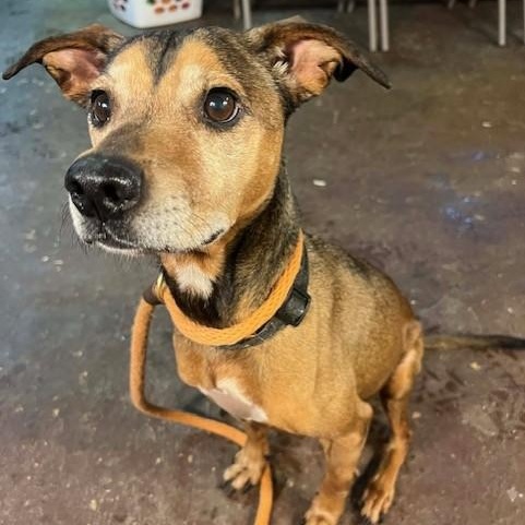 Enlarge Wheatie, a ADOPTABLE mixed breed in Williston, VT image 3/6