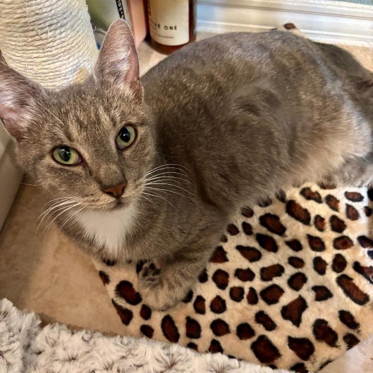 Enlarge Moving, a Adoptable Domestic Short Hair in Boerne, TX image 1/1