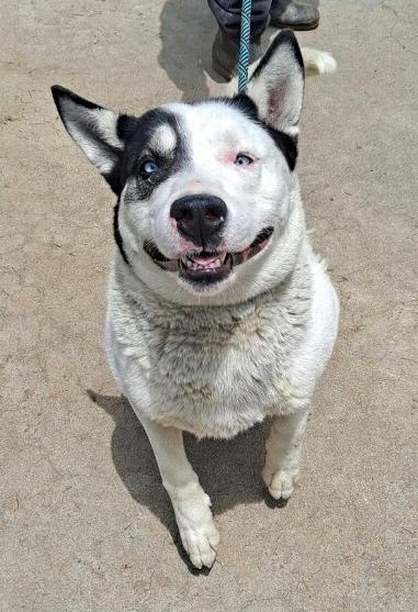 Patch, a Adoptable mixed breed in Seattle, WA image 2/6