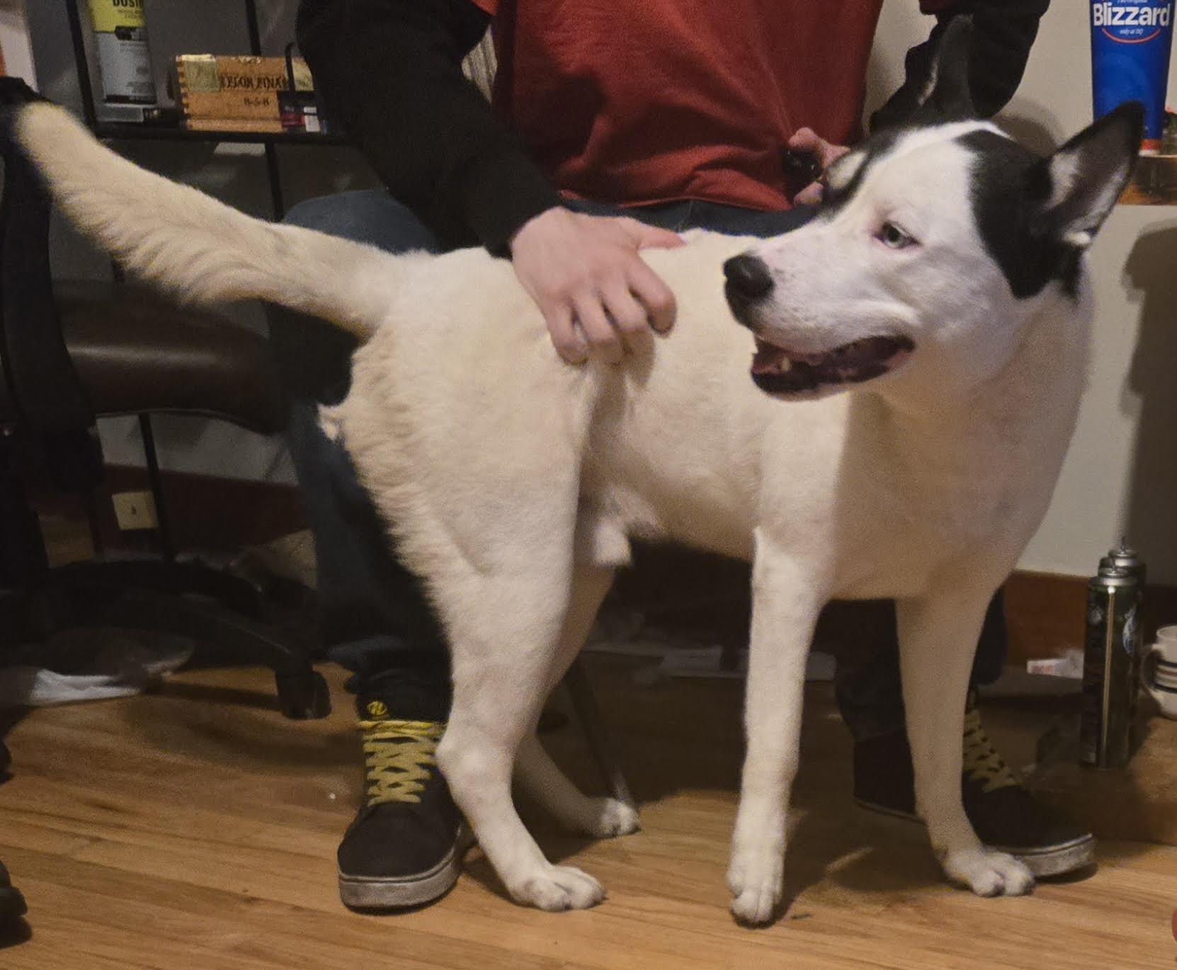 Patch, a Adoptable mixed breed in Seattle, WA image 6/6