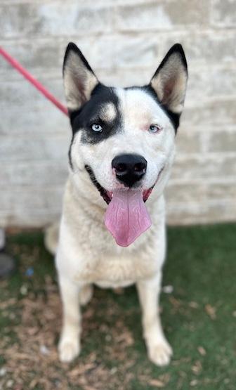 Patch, a Adoptable mixed breed in Seattle, WA image 1/6