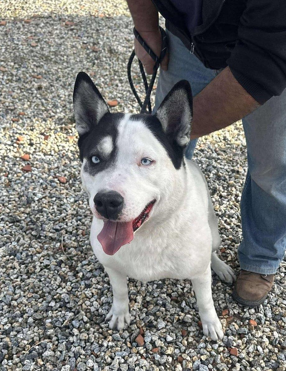 Patch, a Adoptable mixed breed in Seattle, WA image 4/6