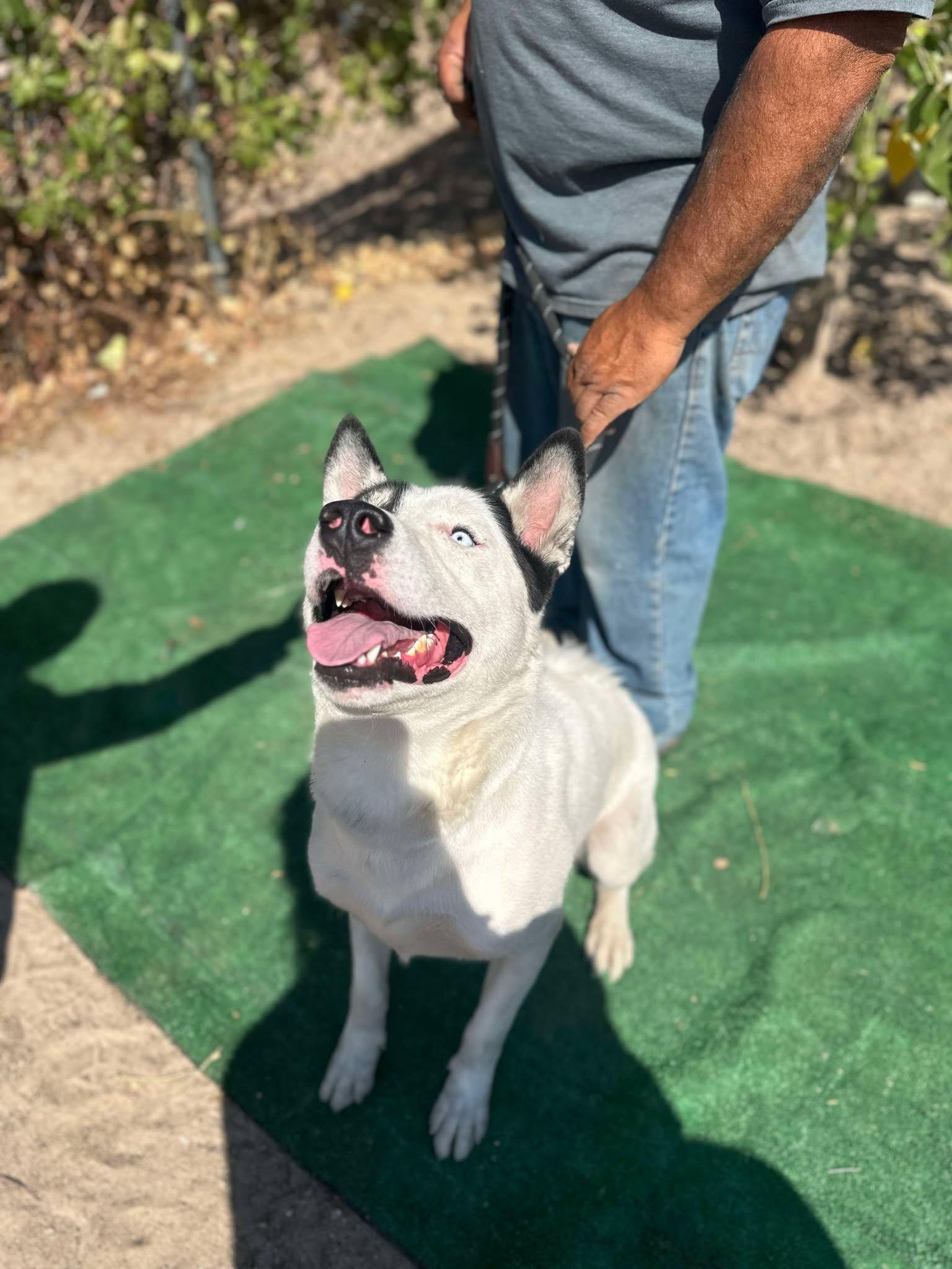 Patch, a Adoptable mixed breed in Seattle, WA image 5/6