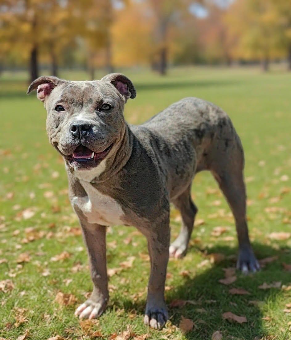 Enlarge Merci 26/646, a Adopted Pit Bull Terrier in Talladega, AL image 2/3