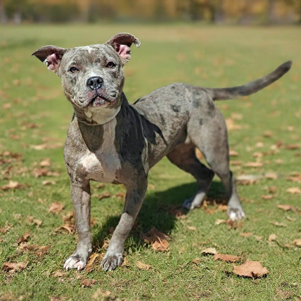 Enlarge Merci 26/646, a Adopted Pit Bull Terrier in Talladega, AL image 3/3