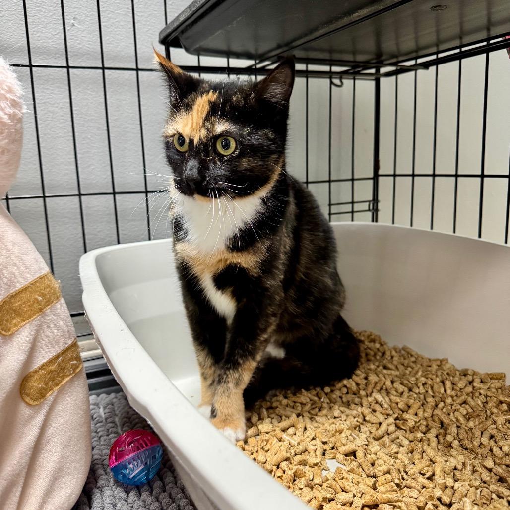 Amazon Lr 10, Adoptable, Young Female Domestic Short Hair.