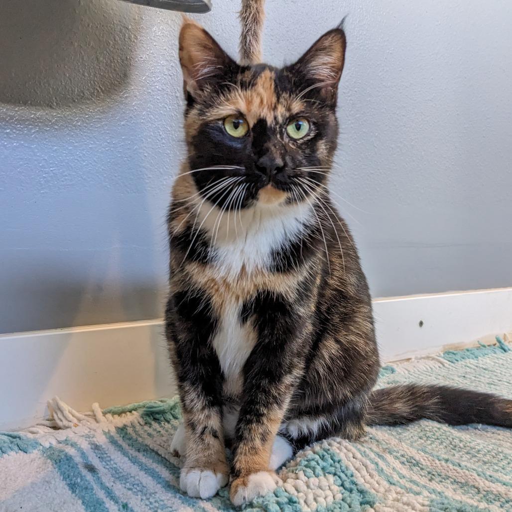 Amazon CAQ, Adoptable, Young Female Domestic Short Hair.