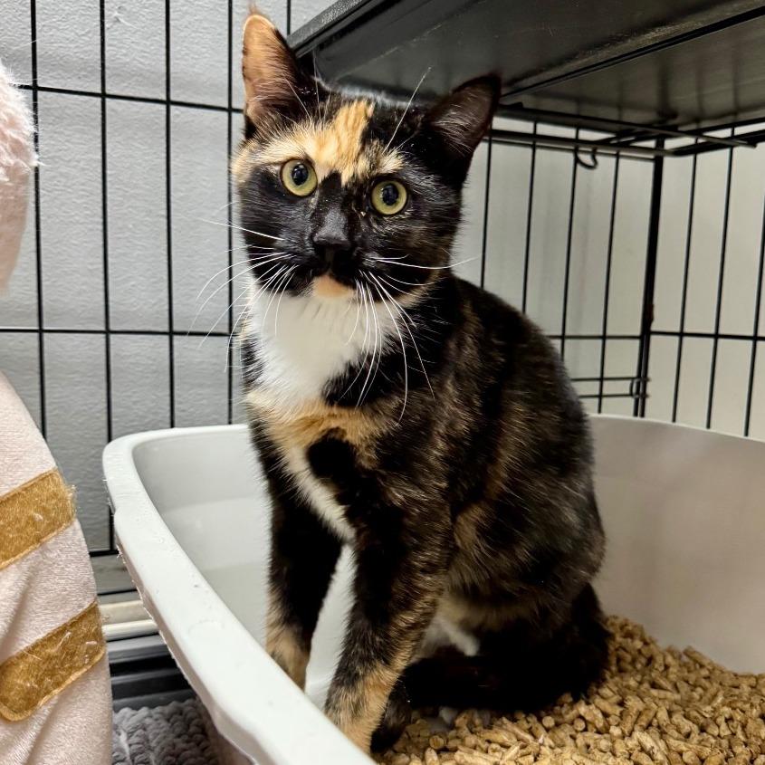 Amazon CAQ, a Adoptable Domestic Short Hair in Union, MO image 2/4