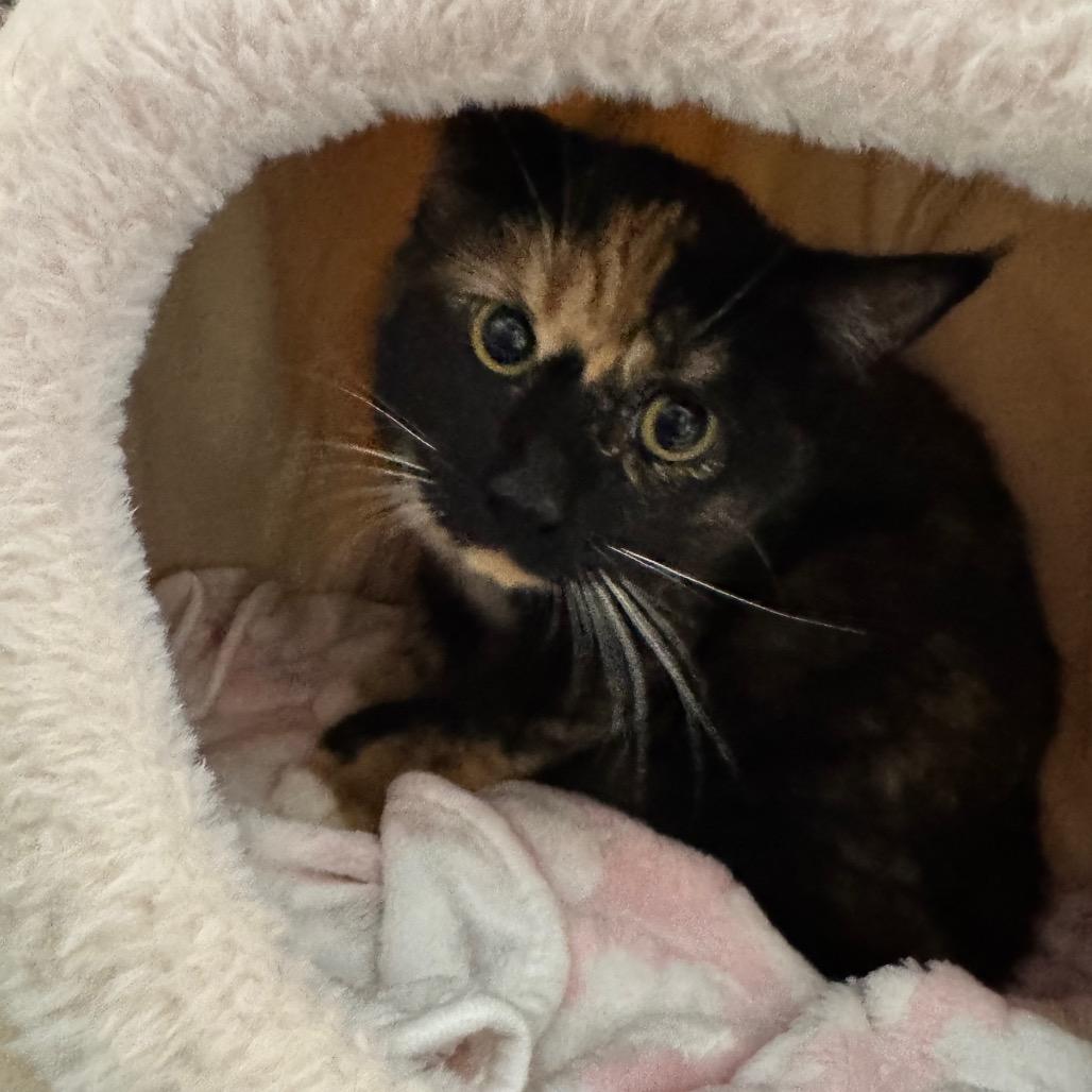 Amazon CAQ, a Adoptable Domestic Short Hair in Union, MO image 3/4