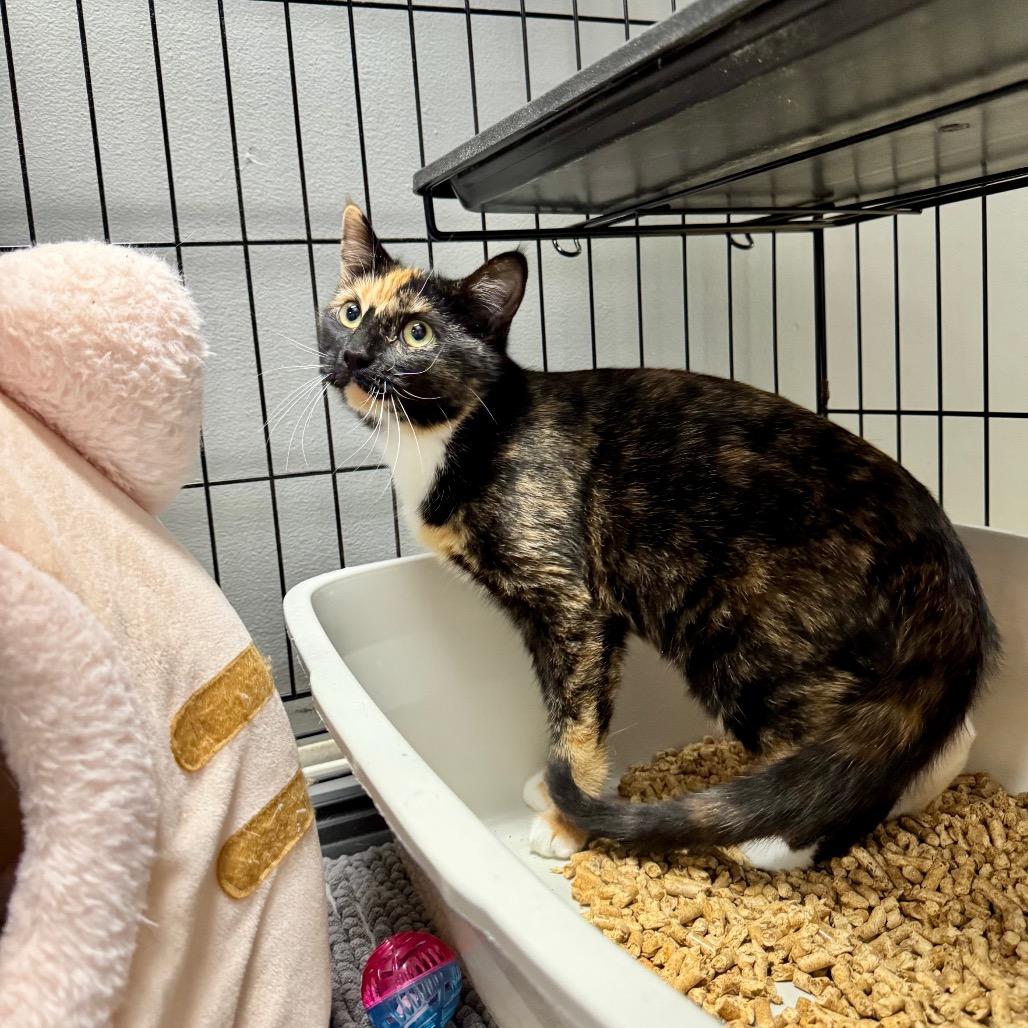 Amazon CAQ, a Adoptable Domestic Short Hair in Union, MO image 4/4