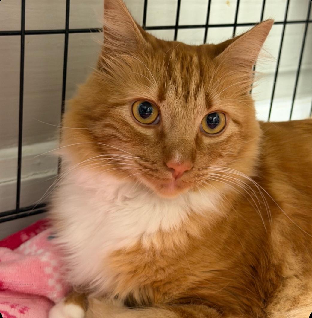 Enlarge Mr.Ginger, a ADOPTABLE Domestic Long Hair in Statesboro, GA image 1/2