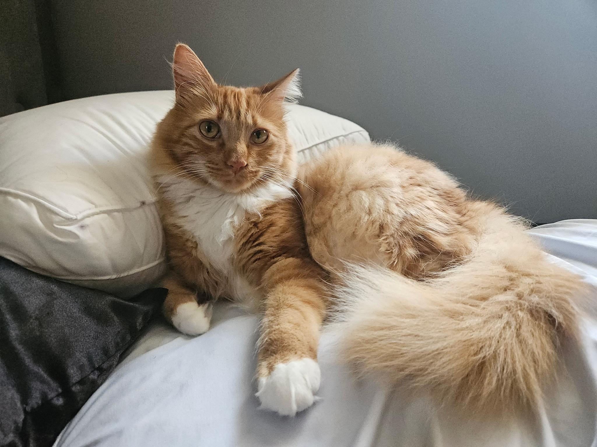 Enlarge Mr.Ginger, a ADOPTABLE Domestic Long Hair in Statesboro, GA image 2/2