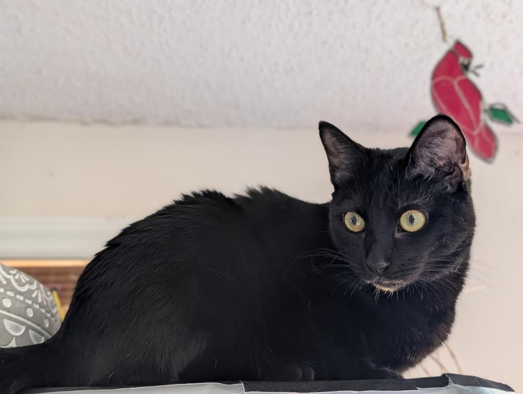 Tamber25F, Adoptable, Young Female Domestic Short Hair.