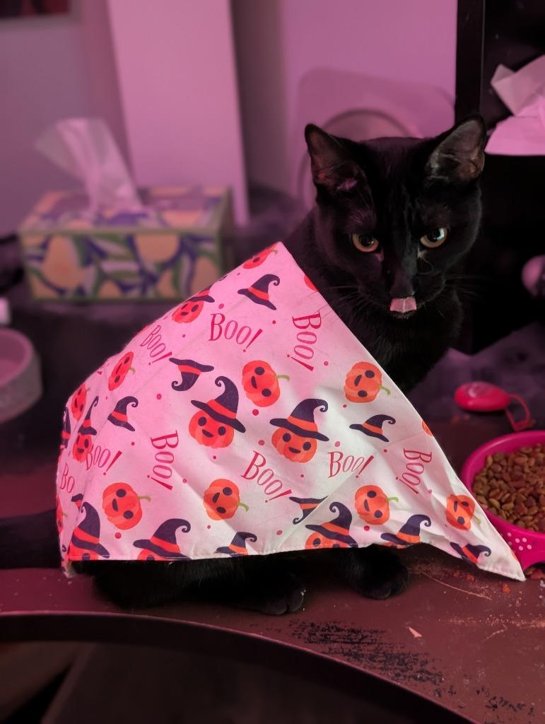 Tamber25F, a Adoptable mixed breed in Youngsville, NC image 1/4