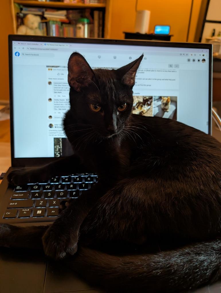 Enlarge Tamber25F, a Adoptable mixed breed in Youngsville, NC image 3/4