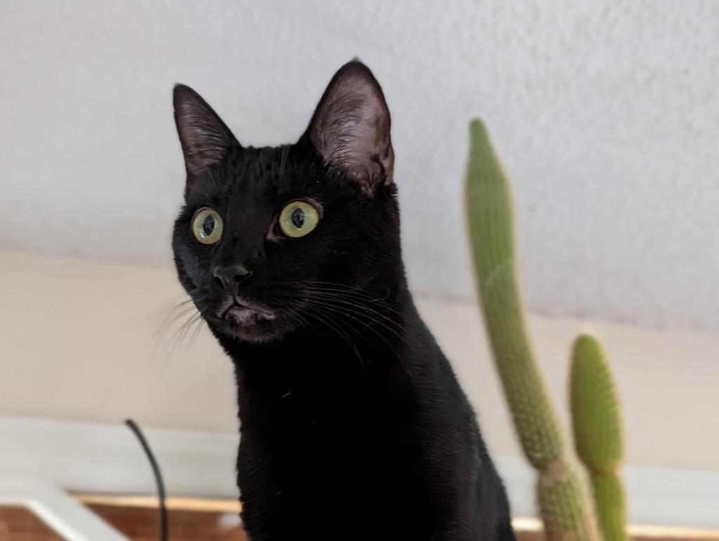 Enlarge Tamber25F, a Adoptable mixed breed in Youngsville, NC image 2/3