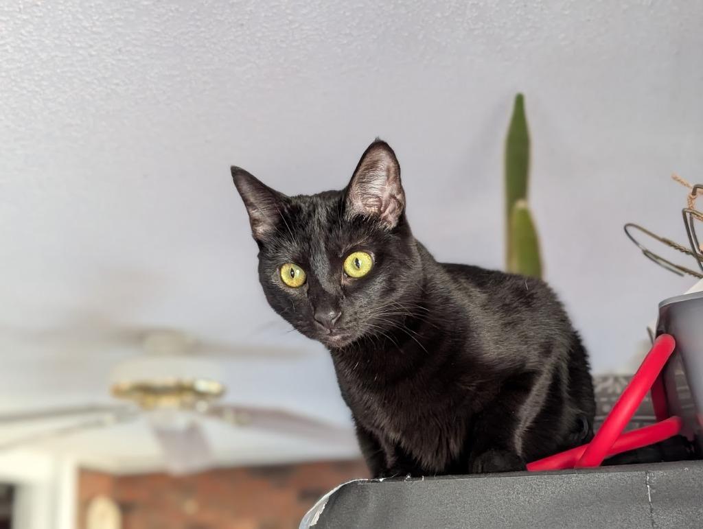 Enlarge Tamber25F, a Adoptable mixed breed in Youngsville, NC image 3/3